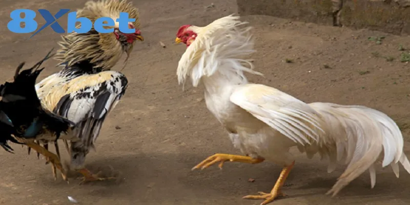 Tính pháp lý về chọi gà trực tuyến Việt Nam